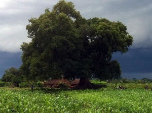 Fleeing-the-rain-tree